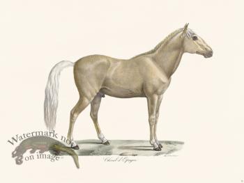 Cuvier 075 Spanish Horse